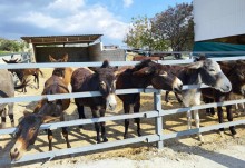 Golden Donkeys Farm - Skarinou