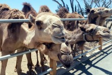 Mazotos Camel Park