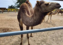 Mazotos Camel Park