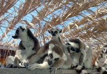 Mazotos Camel Park