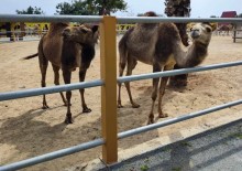Mazotos Camel Park