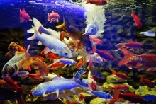 aquarium protaras