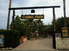 camel park mazotos