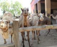mazotos camel park cyprus