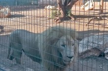 pafos zoo