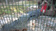 paphos zoo cockatoo