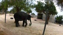 paphos zoo elephant
