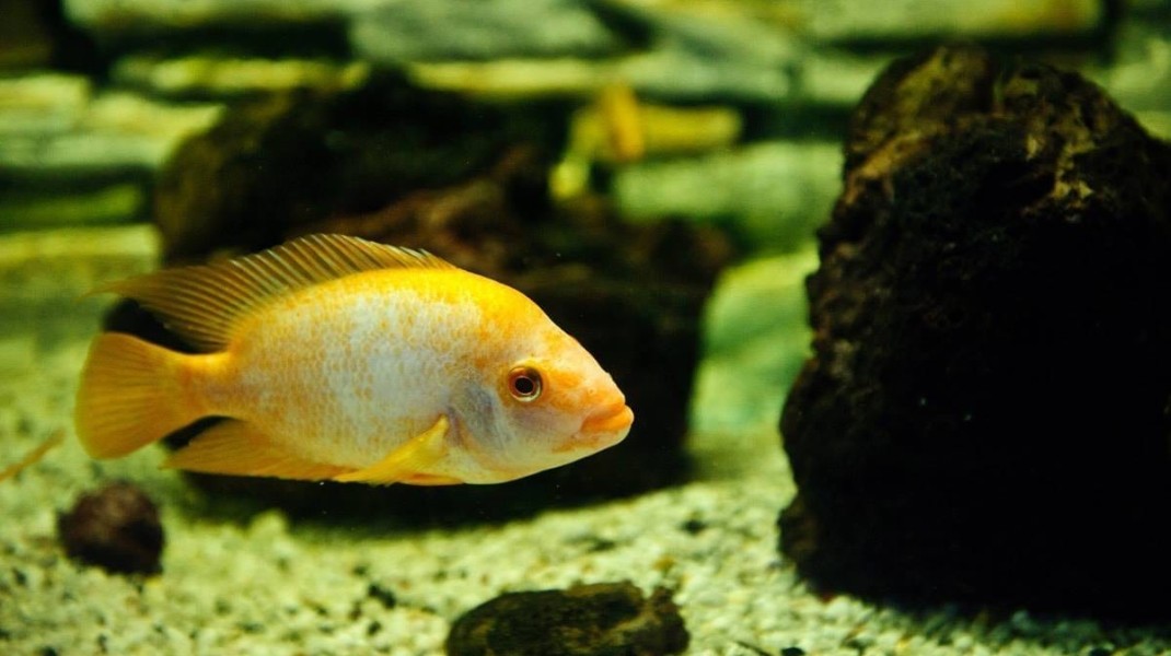 Cyprus Fish | Cyprus Island