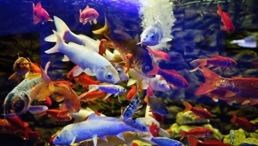 Protaras Ocean Aquarium