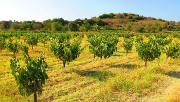 Fikardos Winery