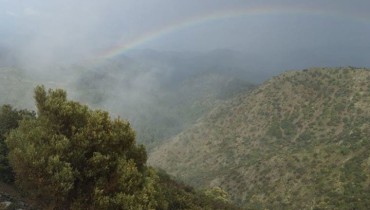 Machairas Forest