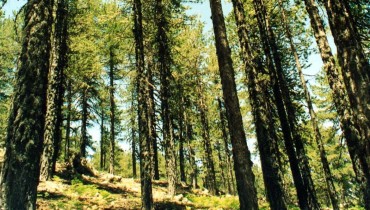 Troodos Geopark - Botanical Garden