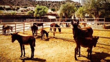 Golden Donkeys Farm - Skarinou