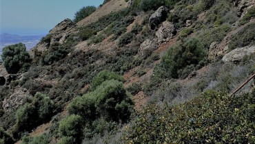 Stavrovouni Forest, Larnaca, Cyprus