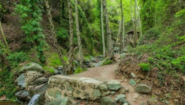 Troodos Forest