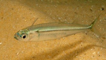 Atherinomorus Lacunosus Fish ( Hardyhead Silverside)