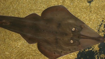 Rhinobatos cemiculus ( Blackchin guitarfish)