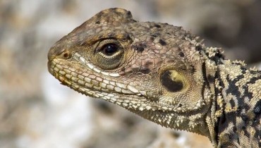The Kourkoutas (Laudakia stellio cypriaca)