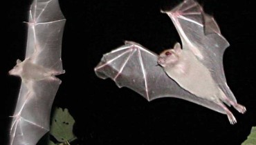 The Bat - Cyprus Wildlife