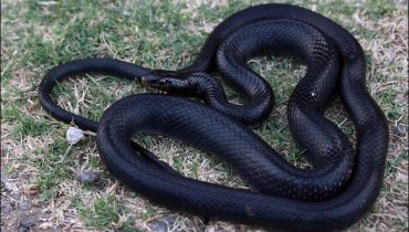 Black whip snake - Dolichophis Jugularis