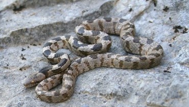Cat snake - Telescopus Fallax