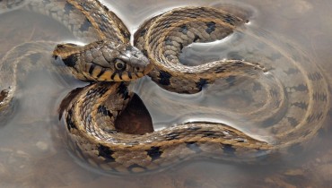 Grass snake - Natrix Natrix Cypriaca