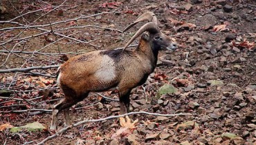 Cyprus mouflon (Ovis gmelini ophion)