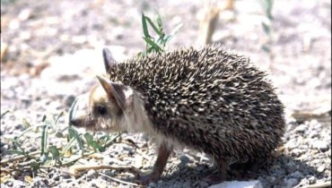 The porcupine (Hemiechinus auritus dorotheae)