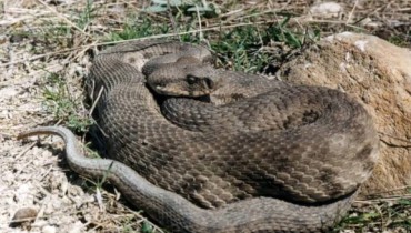 Viper - Macrovipera Lebetina