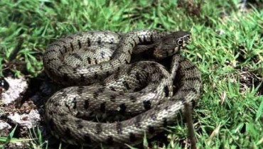 Cyprus whip snake - Hierophis Cypriensis