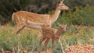 The deer (Dama dama mesopotamica)