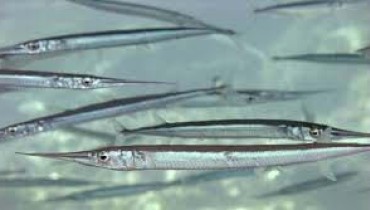 Belone belone (Garpike Fish)