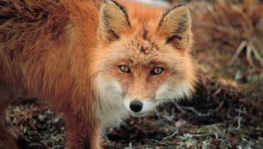 The fox (Vulpes vulpes indutus)