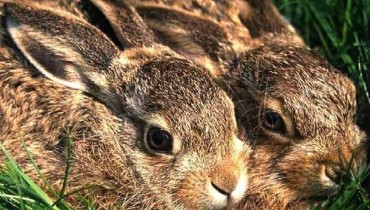 The hare (Lepus europaeus cyprius)