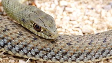 Montpellier Snake - Napoleon Monspessulanus