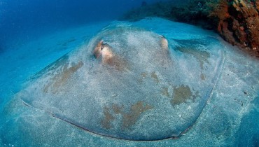 Dasyatis centroura (Roughtail stingray)