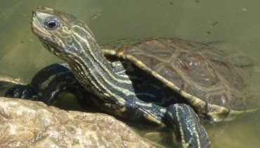 The sweet water turtle (Mauremys caspica rivulata)