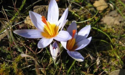 Cyprus flora