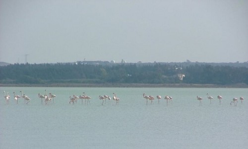Limassol Salt Lake
