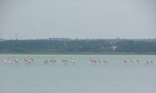 Limassol Salt Lake, Cyprus
