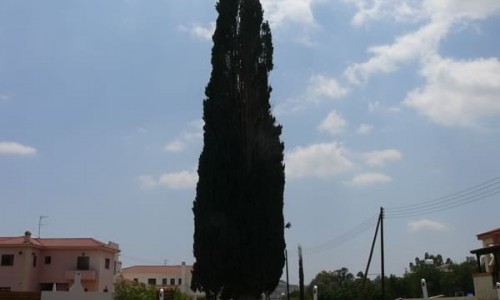 Perennial Trees of Nissou, Nicosia, Cyprus