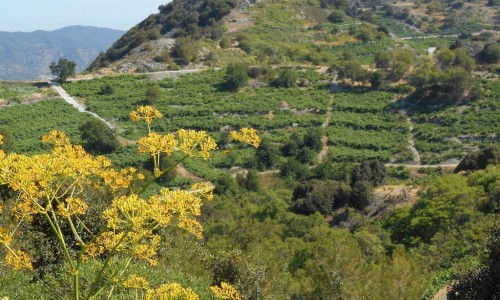 Petros Vanezis Nature Trail