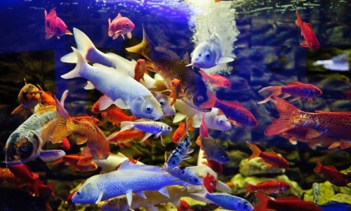 Protaras Ocean Aquarium, Famagusta, Cyprus