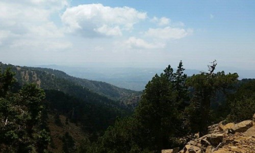 artemis nature