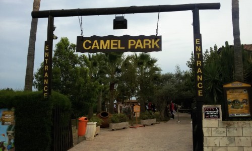 Mazotos Camel Park, Larnaca, Cyprus