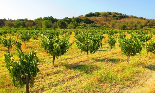 Fikardos Winery, Paphos, Cyprus