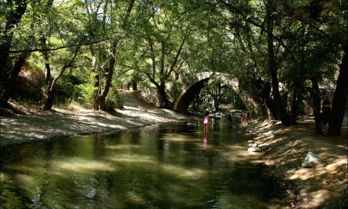 Paphos Forest 