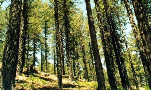 Troodos Geopark - Botanical Garden