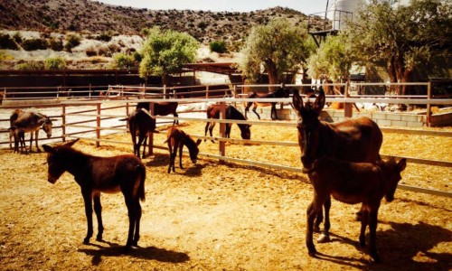 Golden Donkeys Farm - Skarinou, Larnaca, Cyprus