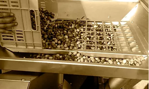 Kolossi Olive Mill, Limassol, Cyprus
